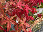 - Acer palmatum 'Bonfire' Japanese Maple - Mr Maple │ Buy Japanese Maple Trees