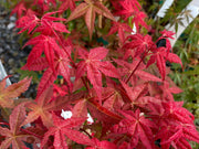 - Acer palmatum 'Bonfire' Japanese Maple - Mr Maple │ Buy Japanese Maple Trees