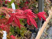 - Acer palmatum 'Bonfire' Japanese Maple - Mr Maple │ Buy Japanese Maple Trees