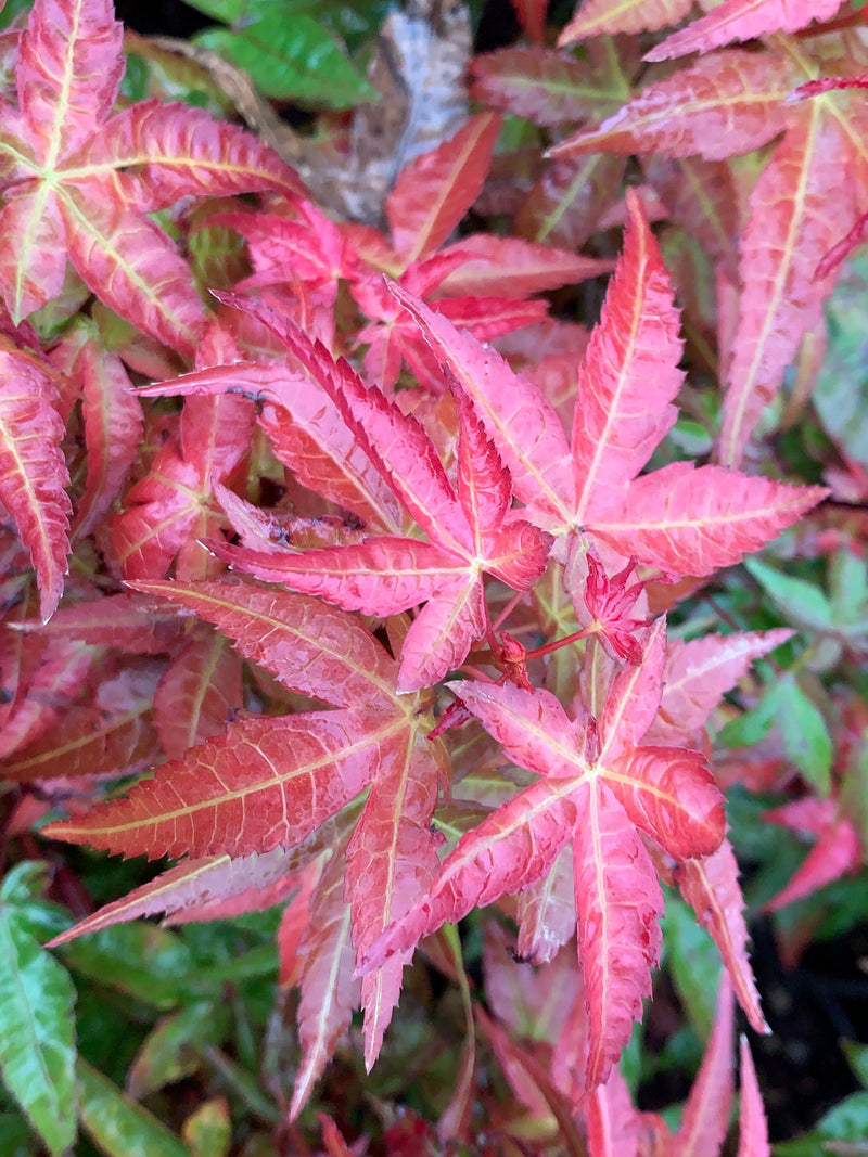 - Acer palmatum 'Bonfire' Japanese Maple - Mr Maple │ Buy Japanese Maple Trees