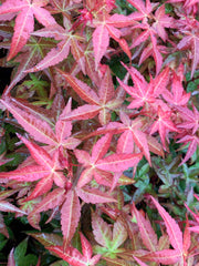 - Acer palmatum 'Bonfire' Japanese Maple - Mr Maple │ Buy Japanese Maple Trees