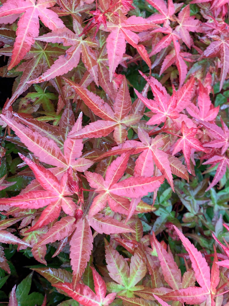 - Acer palmatum 'Bonfire' Japanese Maple - Mr Maple │ Buy Japanese Maple Trees