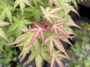 - Acer palmatum 'Bonsai Baby' Dwarf Japanese Maple Seedlings - Mr Maple │ Buy Japanese Maple Trees