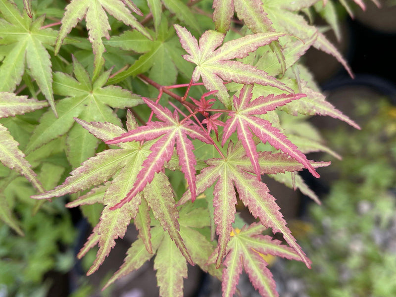 - Acer palmatum 'Bonsai Baby' Dwarf Japanese Maple Seedlings - Mr Maple │ Buy Japanese Maple Trees