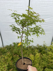 - Acer palmatum 'Bonsai Baby' Dwarf Japanese Maple Seedlings - Mr Maple │ Buy Japanese Maple Trees