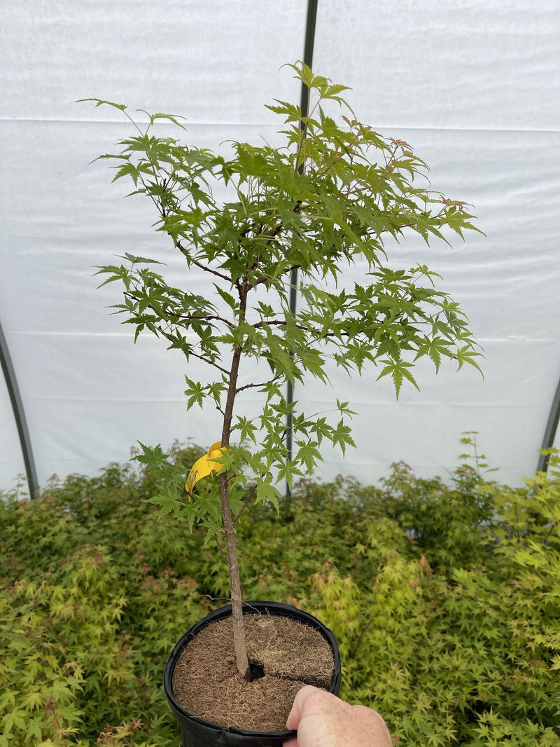 - Acer palmatum 'Bonsai Baby' Dwarf Japanese Maple Seedlings - Mr Maple │ Buy Japanese Maple Trees