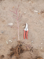 - Acer palmatum 'Bonsai Baby' Dwarf Japanese Maple Seedlings - Mr Maple │ Buy Japanese Maple Trees