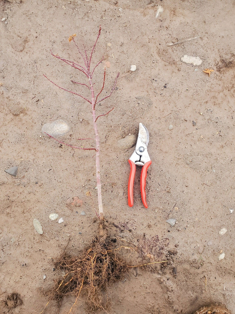 - Acer palmatum 'Bonsai Baby' Dwarf Japanese Maple Seedlings - Mr Maple │ Buy Japanese Maple Trees