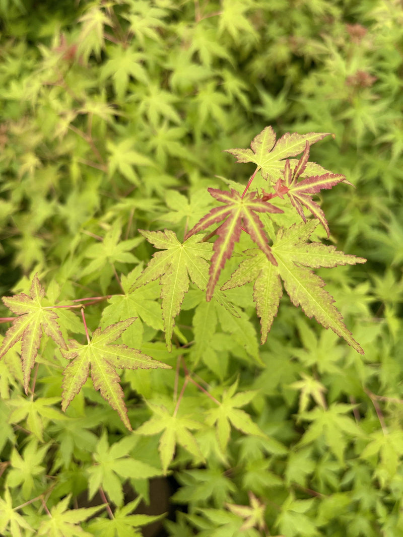 - Acer palmatum 'Bonsai Baby' Dwarf Japanese Maple Seedlings - Mr Maple │ Buy Japanese Maple Trees