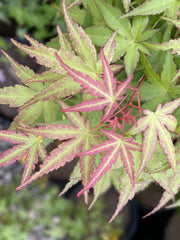 - Acer palmatum 'Bonsai Baby' Dwarf Japanese Maple Seedlings - Mr Maple │ Buy Japanese Maple Trees