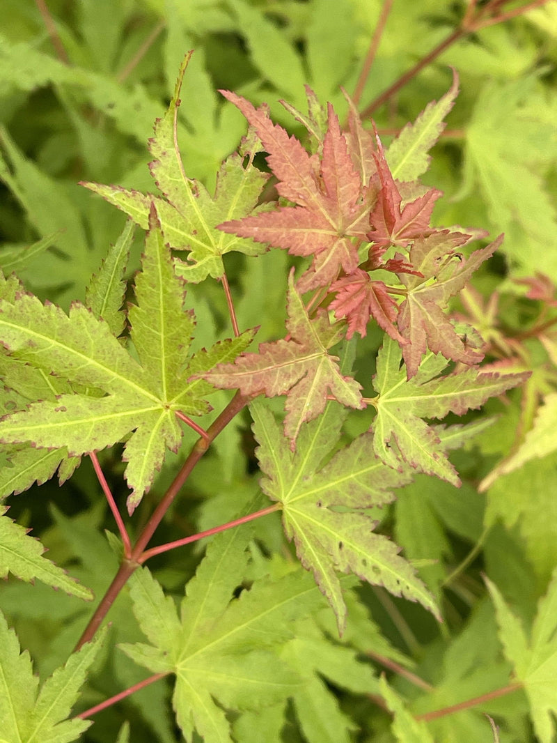 - Acer palmatum 'Bonsai Baby' Dwarf Japanese Maple Seedlings - Mr Maple │ Buy Japanese Maple Trees