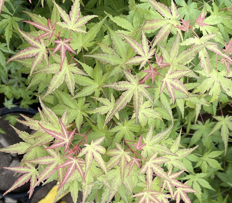 - Acer palmatum 'Bonsai Baby' Dwarf Japanese Maple Seedlings - Mr Maple │ Buy Japanese Maple Trees