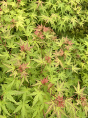 - Acer palmatum 'Bonsai Baby' Dwarf Japanese Maple Seedlings - Mr Maple │ Buy Japanese Maple Trees