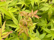- Acer palmatum 'Bonsai Baby' Dwarf Japanese Maple Seedlings - Mr Maple │ Buy Japanese Maple Trees