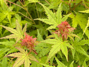 - Acer palmatum 'Bonsai Baby' Dwarf Japanese Maple Seedlings - Mr Maple │ Buy Japanese Maple Trees