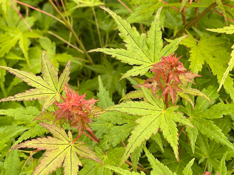 - Acer palmatum 'Bonsai Baby' Dwarf Japanese Maple Seedlings - Mr Maple │ Buy Japanese Maple Trees