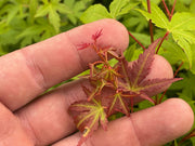 - Acer palmatum 'Bonsai Baby' Dwarf Japanese Maple Seedlings - Mr Maple │ Buy Japanese Maple Trees