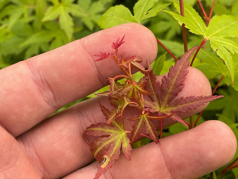 - Acer palmatum 'Bonsai Baby' Dwarf Japanese Maple Seedlings - Mr Maple │ Buy Japanese Maple Trees