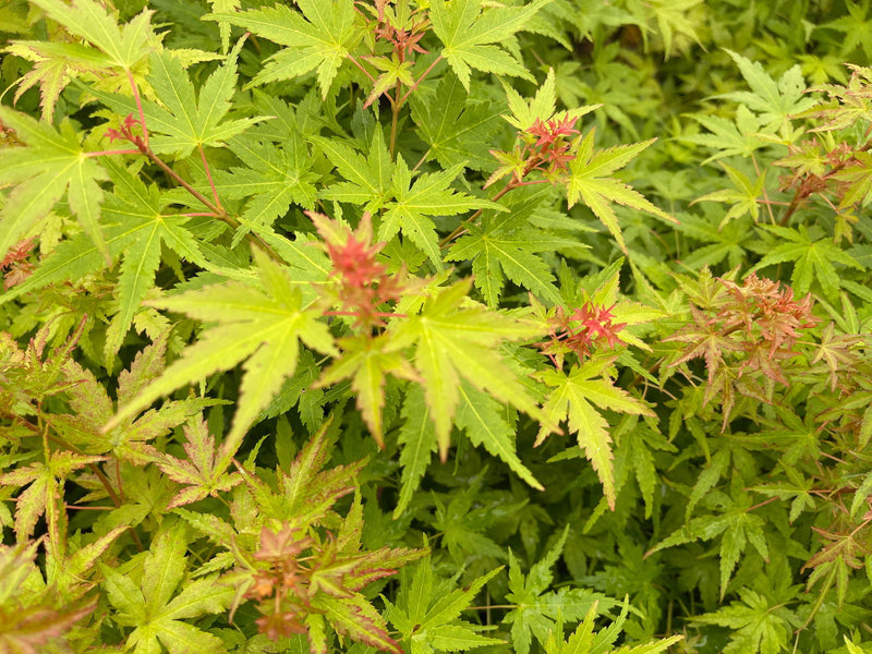 - Acer palmatum 'Bonsai Baby' Dwarf Japanese Maple Seedlings - Mr Maple │ Buy Japanese Maple Trees