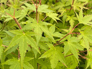 - Acer palmatum 'Bonsai Baby' Dwarf Japanese Maple Seedlings - Mr Maple │ Buy Japanese Maple Trees