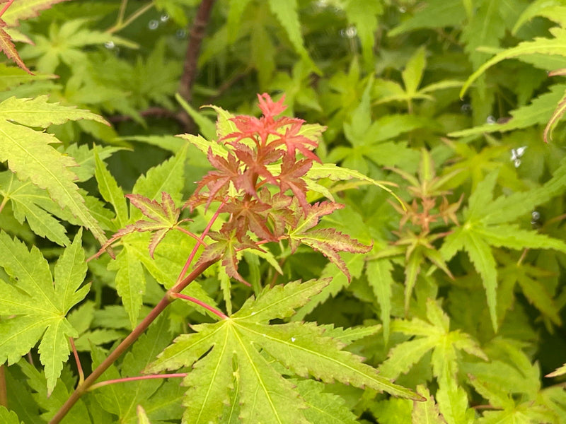 - Acer palmatum 'Bonsai Baby' Dwarf Japanese Maple Seedlings - Mr Maple │ Buy Japanese Maple Trees