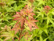 - Acer palmatum 'Bonsai Baby' Dwarf Japanese Maple Seedlings - Mr Maple │ Buy Japanese Maple Trees