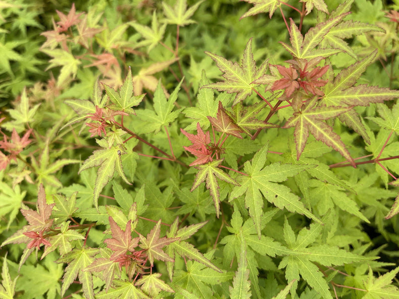- Acer palmatum 'Bonsai Baby' Dwarf Japanese Maple Seedlings - Mr Maple │ Buy Japanese Maple Trees
