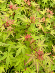 - Acer palmatum 'Bonsai Baby' Dwarf Japanese Maple Seedlings - Mr Maple │ Buy Japanese Maple Trees