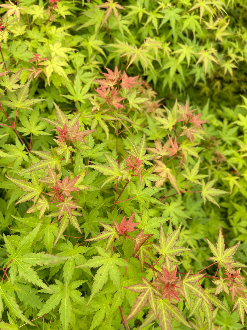 - Acer palmatum 'Bonsai Baby' Dwarf Japanese Maple Seedlings - Mr Maple │ Buy Japanese Maple Trees