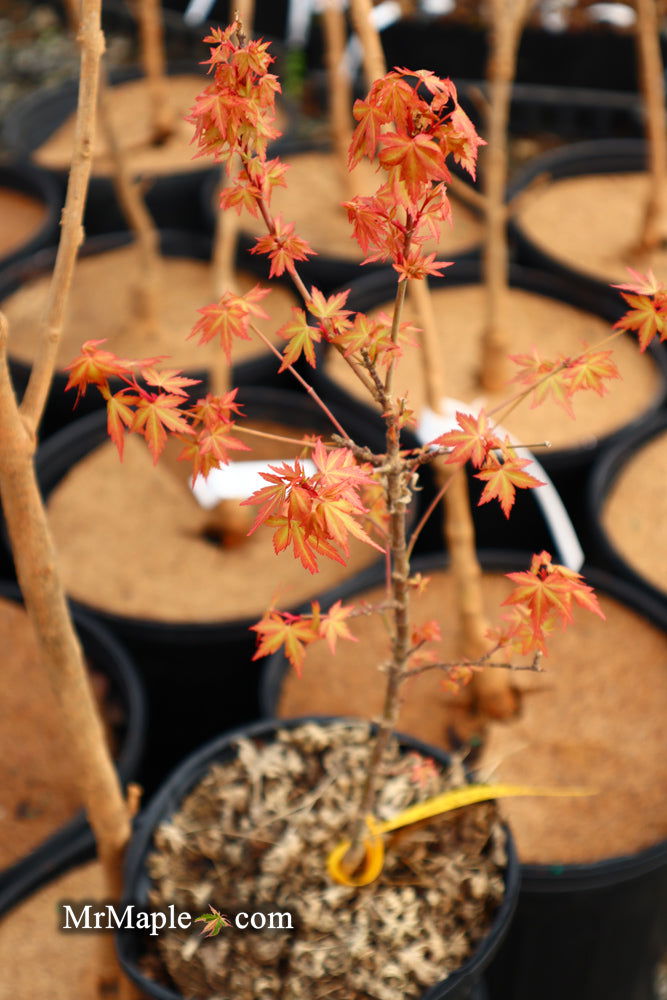 - Acer palmatum 'Bonsai Baby' Dwarf Japanese Maple Seedlings - Mr Maple │ Buy Japanese Maple Trees