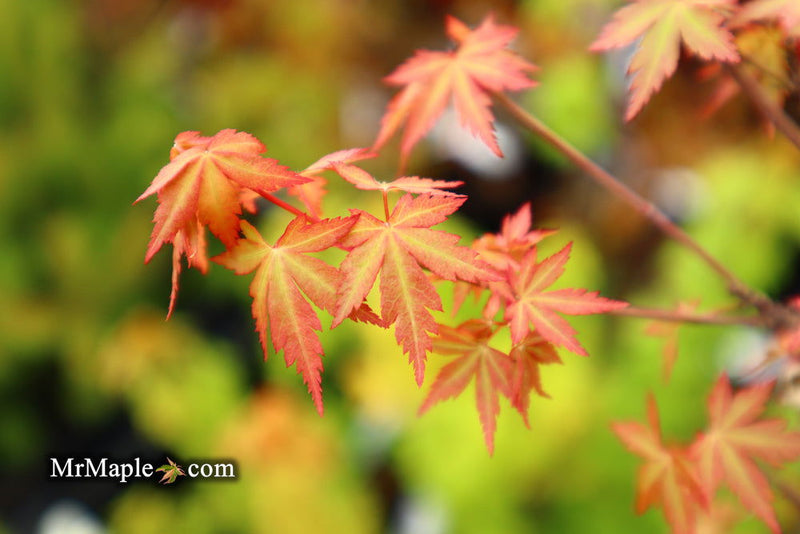 - Acer palmatum 'Bonsai Baby' Dwarf Japanese Maple Seedlings - Mr Maple │ Buy Japanese Maple Trees