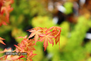 - Acer palmatum 'Bonsai Baby' Dwarf Japanese Maple Seedlings - Mr Maple │ Buy Japanese Maple Trees