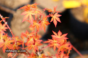 - Acer palmatum 'Bonsai Baby' Dwarf Japanese Maple Seedlings - Mr Maple │ Buy Japanese Maple Trees