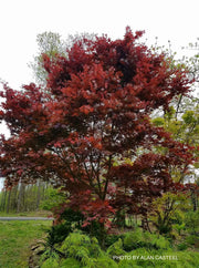 - Acer palmatum 'Boskoop Glory' Red Japanese Maple Tree - Mr Maple │ Buy Japanese Maple Trees