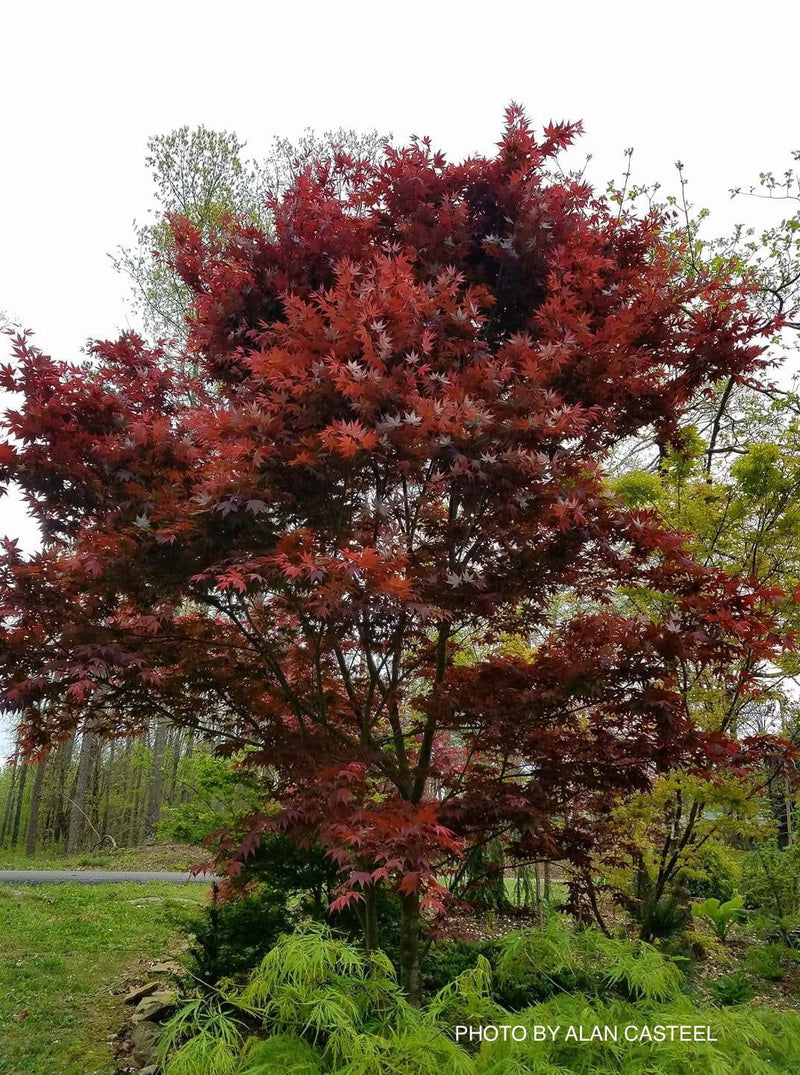 - Acer palmatum 'Boskoop Glory' Red Japanese Maple Tree - Mr Maple │ Buy Japanese Maple Trees
