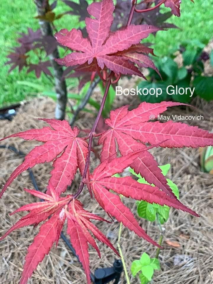 - Acer palmatum 'Boskoop Glory' Red Japanese Maple Tree - Mr Maple │ Buy Japanese Maple Trees