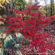 - Acer palmatum 'Boskoop Glory' Red Japanese Maple Tree - Mr Maple │ Buy Japanese Maple Trees