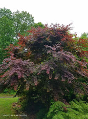 - Acer palmatum 'Boskoop Glory' Red Japanese Maple Tree - Mr Maple │ Buy Japanese Maple Trees