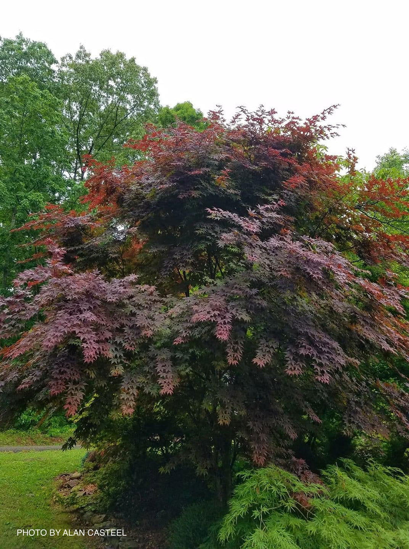 - Acer palmatum 'Boskoop Glory' Red Japanese Maple Tree - Mr Maple │ Buy Japanese Maple Trees