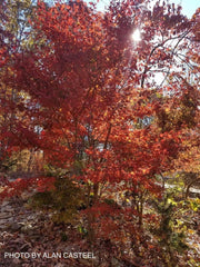 - Acer palmatum 'Boskoop Glory' Red Japanese Maple Tree - Mr Maple │ Buy Japanese Maple Trees
