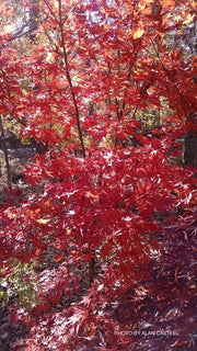 - Acer palmatum 'Boskoop Glory' Red Japanese Maple Tree - Mr Maple │ Buy Japanese Maple Trees