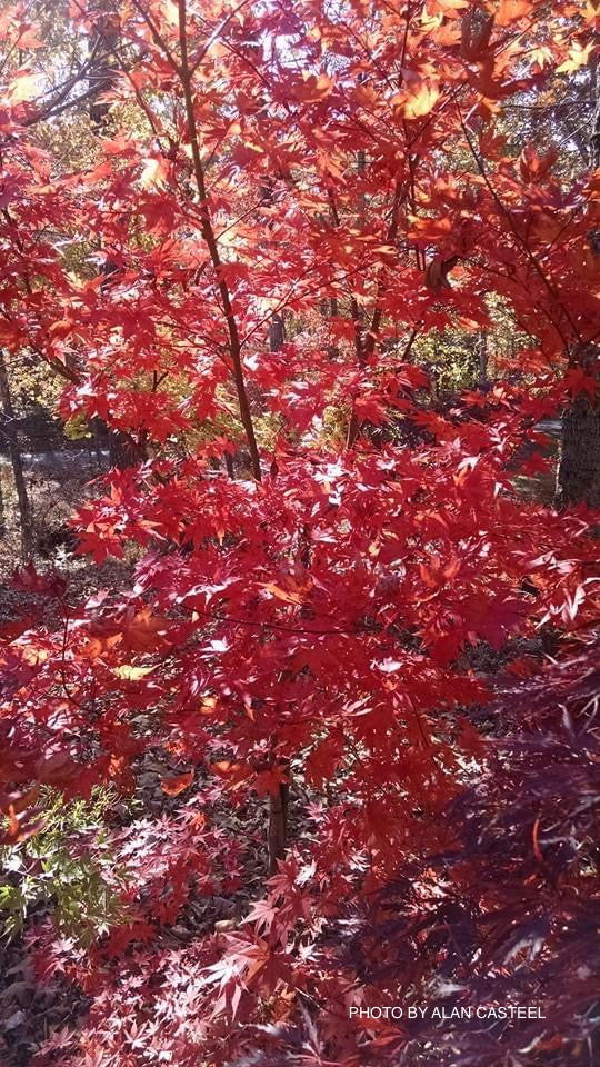 - Acer palmatum 'Boskoop Glory' Red Japanese Maple Tree - Mr Maple │ Buy Japanese Maple Trees