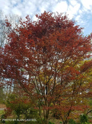 - Acer palmatum 'Boskoop Glory' Red Japanese Maple Tree - Mr Maple │ Buy Japanese Maple Trees