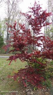 - Acer palmatum 'Boskoop Glory' Red Japanese Maple Tree - Mr Maple │ Buy Japanese Maple Trees