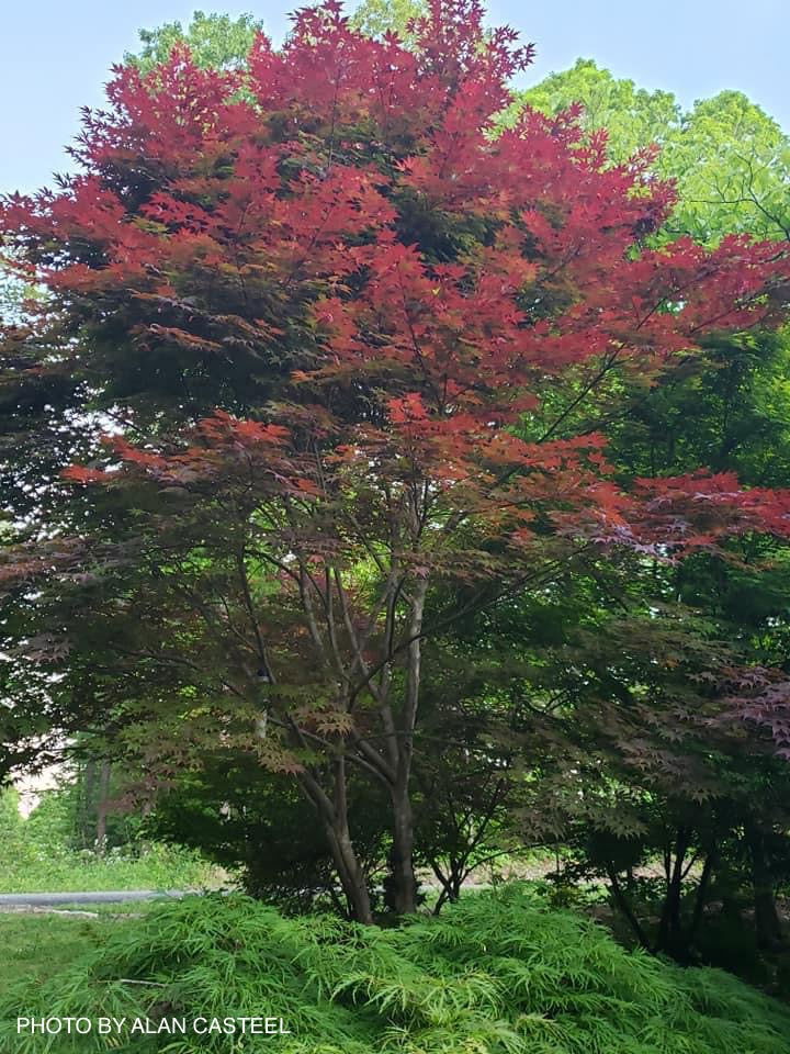 - Acer palmatum 'Boskoop Glory' Red Japanese Maple Tree - Mr Maple │ Buy Japanese Maple Trees