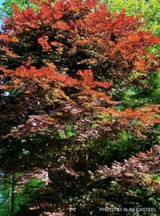 - Acer palmatum 'Boskoop Glory' Red Japanese Maple Tree - Mr Maple │ Buy Japanese Maple Trees