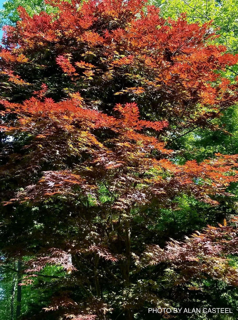 - Acer palmatum 'Boskoop Glory' Red Japanese Maple Tree - Mr Maple │ Buy Japanese Maple Trees
