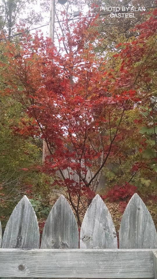 - Acer palmatum 'Boskoop Glory' Red Japanese Maple Tree - Mr Maple │ Buy Japanese Maple Trees