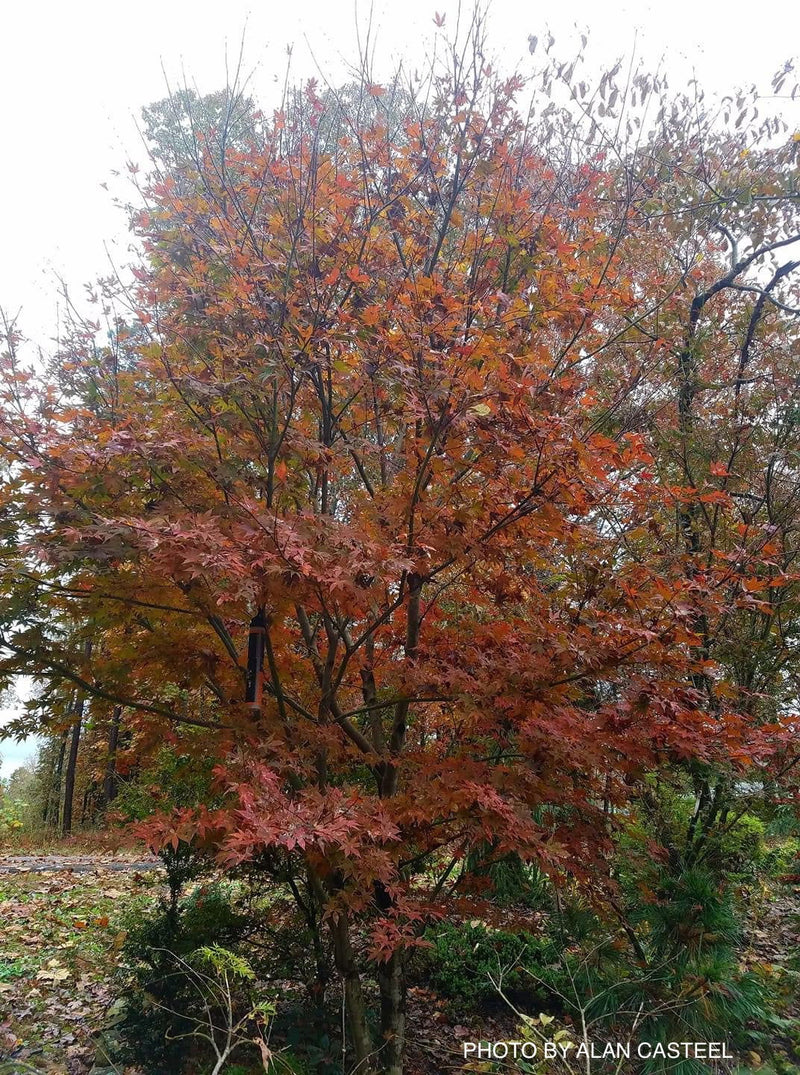 - Acer palmatum 'Boskoop Glory' Red Japanese Maple Tree - Mr Maple │ Buy Japanese Maple Trees