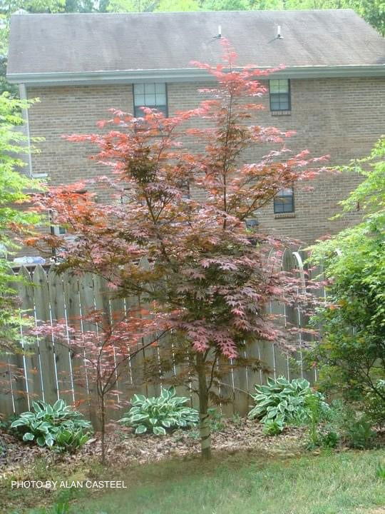 - Acer palmatum 'Boskoop Glory' Red Japanese Maple Tree - Mr Maple │ Buy Japanese Maple Trees